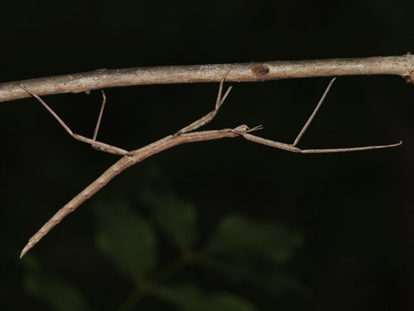 Bacillus rossius redtenbacheri